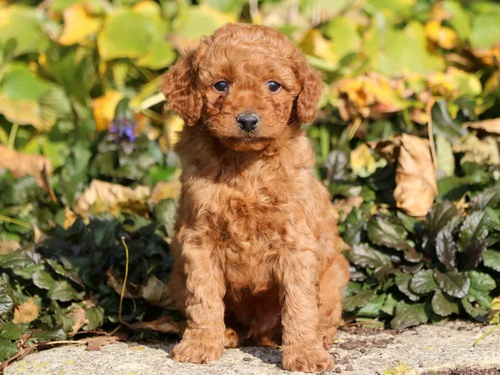 Toy Goldendoodle